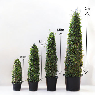 Ehretia Cone Shape - Ehretia Microphylla - Fukien Tea